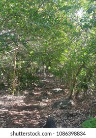 lost in the forest