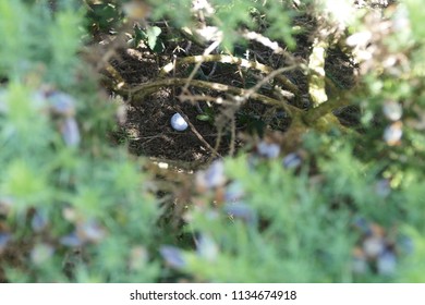 Lost Golf Ball In The Bush