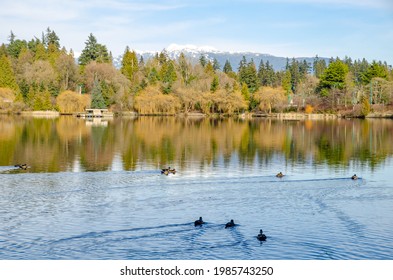 Lost Lagoon Lake In Stanley Park