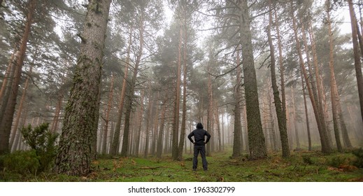 Lost man in the middle of the forest. Disoriented person in the fog. Panoramic photography of nature in pine forest.