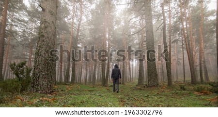 Lost man in the middle of the forest. Disoriented person in the fog. Panoramic photography of nature in pine forest.