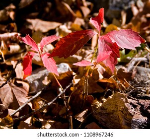  Lost Maples State Park Maple Tree Seedling On Forest Floor