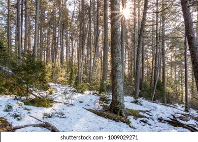 Lost In One Of Maine's Many Forests. 