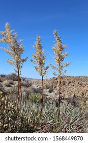 The Lost Palms Oasis Trail In Joshua Tree National Park Is Home To A Multitude Of Colorado Desert Native Plants, Including Bigelows Nolina, Botanically Known As Nolina Bigelovii.