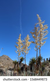 The Lost Palms Oasis Trail In Joshua Tree National Park Is Home To A Multitude Of Colorado Desert Native Plants, Including Bigelows Nolina, Botanically Known As Nolina Bigelovii.