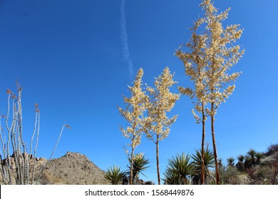 The Lost Palms Oasis Trail In Joshua Tree National Park Is Home To A Multitude Of Colorado Desert Native Plants, Including Bigelows Nolina, Botanically Known As Nolina Bigelovii.