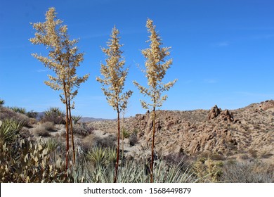 The Lost Palms Oasis Trail In Joshua Tree National Park Is Home To A Multitude Of Colorado Desert Native Plants, Including Bigelows Nolina, Botanically Known As Nolina Bigelovii.