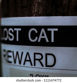 Lost Pet Cat Poster