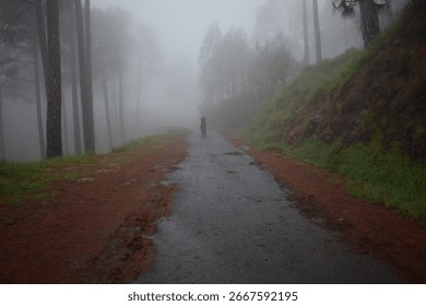 Lost in the pine forest 
