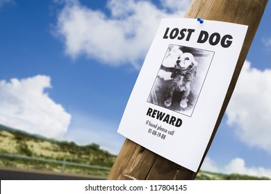 Lost Puppy Poster On A Light Post