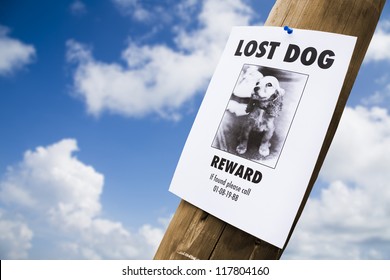 Lost Puppy Poster On A Light Post