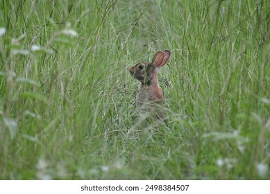 Lost rabbit in the tall grass. - Powered by Shutterstock