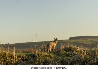 Lost Sheep Looking Bravely Over Horizon 