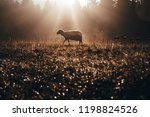 Lost sheep on autumn pasture. Concept photo for Bible text about Jesus as sheepherder who cares for lost sheep