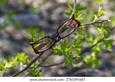 Lost spectacles rest on a leafy branch. Sunlight filters through new green foliage. Soft focus background highlights the frame's details. Nature frames an everyday misplaced item