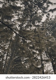 Lost in the whispers of the trees🍀