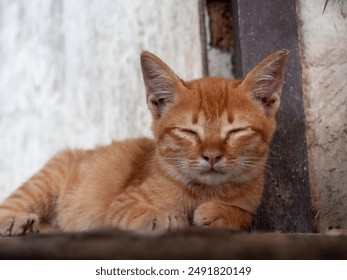 The Lost Yellow Kitten Sleepying in front of The White Old Door - Powered by Shutterstock
