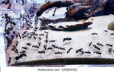 
Lots Of Ants, Ant Farm In The Terrarium, Watching The Life Of Ants, Insects At Home, Caring For Domestic Insects, Exotic Pets