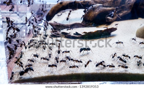 \
Lots of ants, ant farm in the terrarium, watching\
the life of ants, insects at home, caring for domestic insects,\
exotic pets