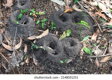 Lots Ants Nests Ground Leaves Stock Photo 2148031251 | Shutterstock