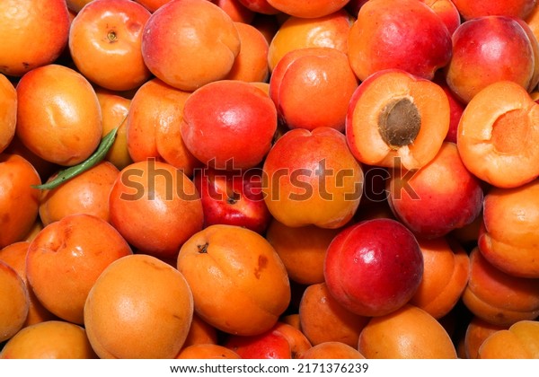 Lots of apricots. Fruit with\
a stone divided into 2 parts on the background of juicy\
apricots