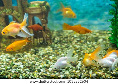 Lots of beautiful aquarium fish for home Stock photo © 