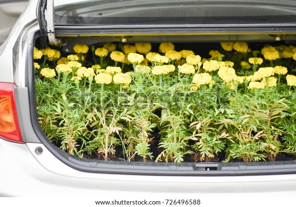 A lots of beautiful fresh yellow marigold\
flowers in the trunk/ boot of the\
car.