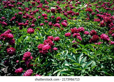 Lots Of Beautiful Peonies. Field With Red Peonies