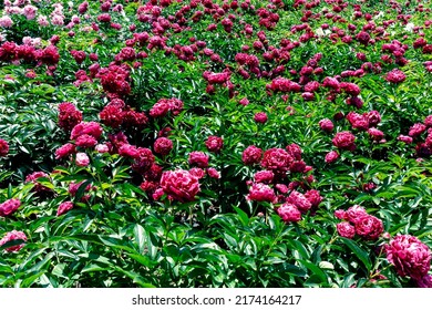 Lots Of Beautiful Peonies. Field With Red Peonies