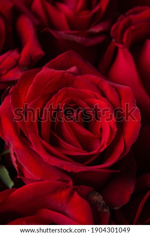 
Lots of beautiful red roses