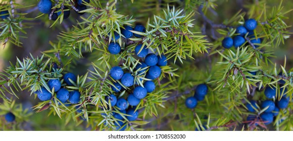 Lots of blue Juniper berries on the tree. Juniperus communis.
