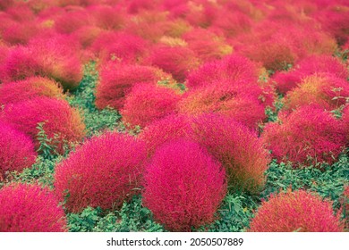 Lots Of Bright Red Kokia