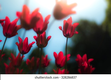Lots of bright red tulips growing on summer green field. Flowers swaying by wind. Beautiful colours on evening in spring.