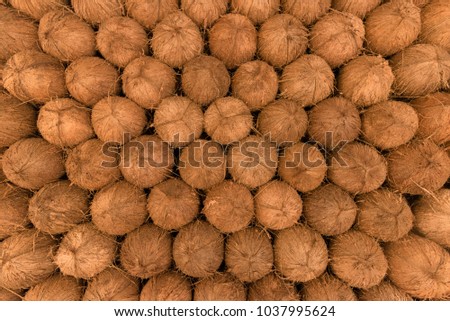 lots of brown cocnuts lay down