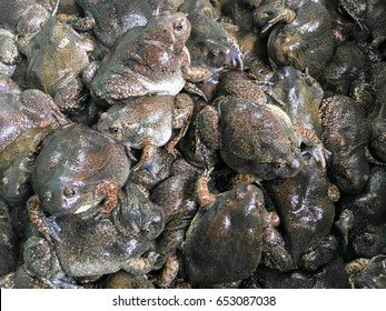 Lots Of Bullfrog