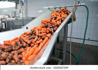 Lots of carrots in the sink. Carrot washing in the enterprise. Food industry. Processing of vegetables.