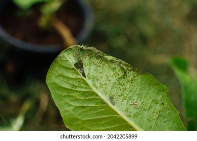 759 Caterpillar Swarm Images, Stock Photos & Vectors | Shutterstock