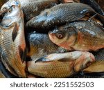 lots of catla carp fish in basket ready for export sale