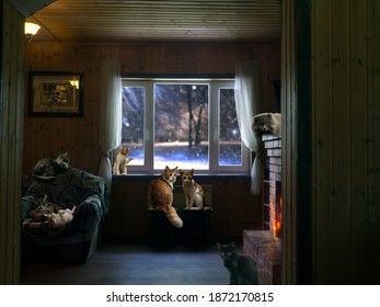 Lots Of Cats In A Cozy Interior With A Fireplace