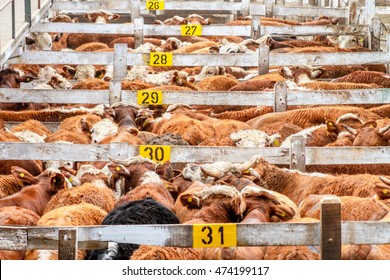 Lots of cattle heaped up in a corral in the Mercado de Liniers, Argentina