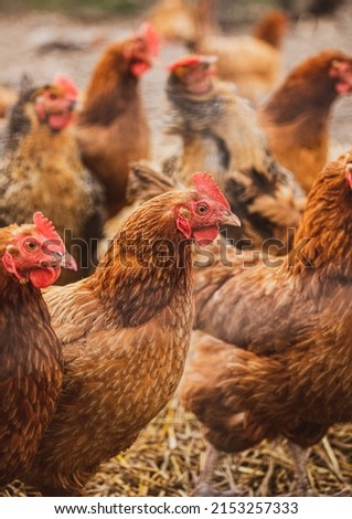 Similar – Image, Stock Photo chicken Animal Farm animal