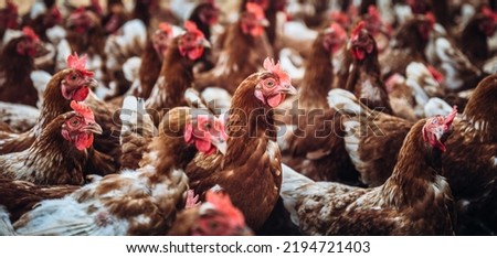 Similar – Image, Stock Photo chicken Animal Farm animal