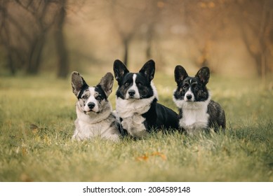 Lots Of Corgi Royal Dog Autumn Nature