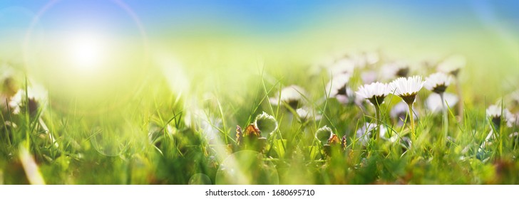 Lots of daisies on sunny spring meadow. Horizontal close-up with short deep of focus and bright bokeh in front of radiant blue sky. 