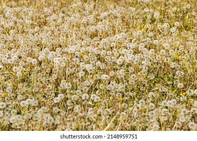 Lots of dandelion blowballs in the field