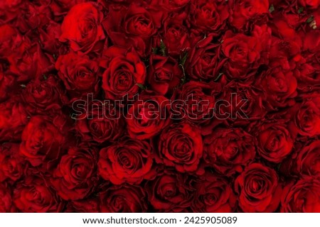 Lots of dark red roses on a black background. Concept of love, women's day. Texture of flowers. Top view