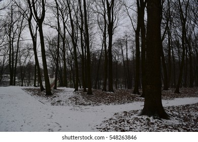 Lots of different trees in forest Park city in the winter