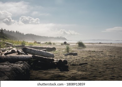 Lots of driftwood on long beach in Tofino with fog in background