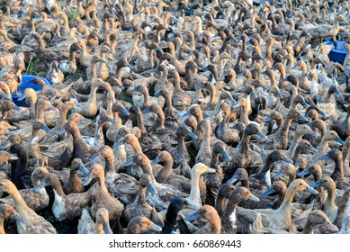 Similar Images, Stock Photos & Vectors of Lots of ducks in the farm ...