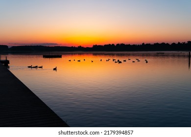 lots of ducks swimming in a lake (Chiemsee, Germany) while a sunrise